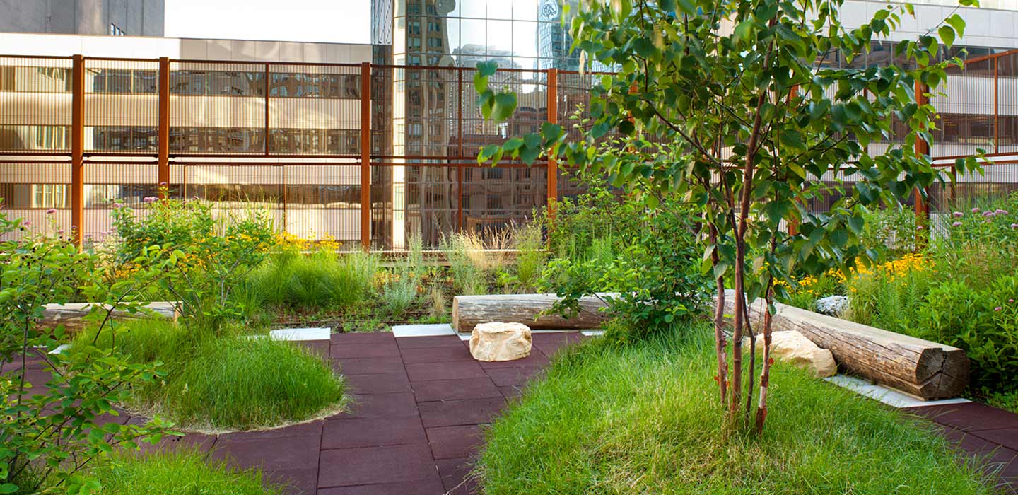 Rooftop garden with tall green grass and a green tree at theCentre for Native Child and Family Centre